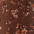 Chocolat Fleuri
