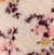 Beige Fleuri Bordeaux
