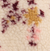 Floral Beige